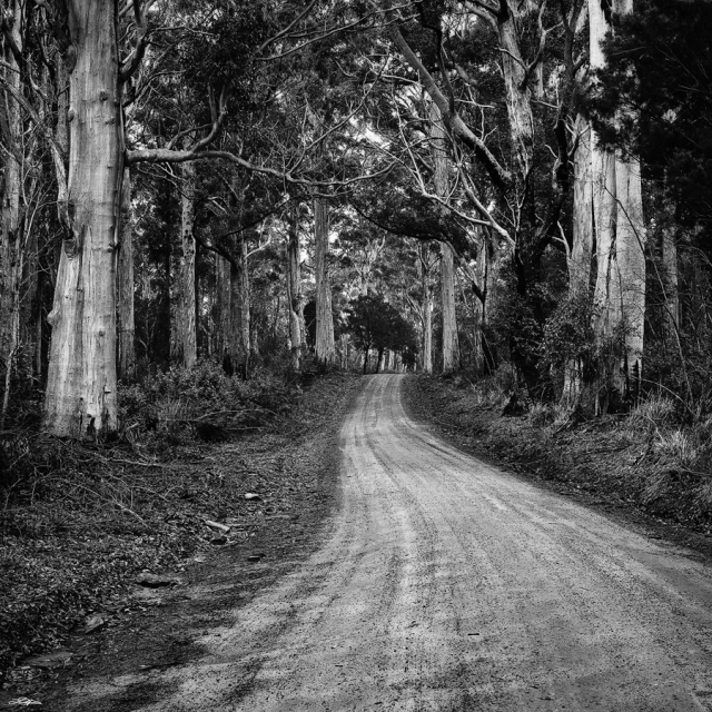 A path through the trees