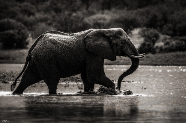 African Elephant 011