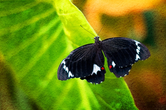 Butterfly 012
